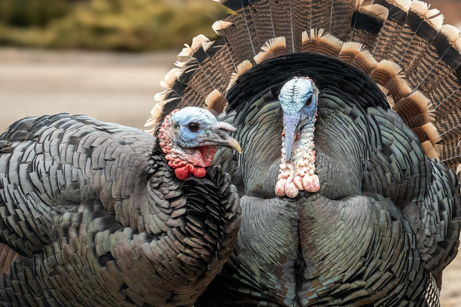 Persistence Pays: Tips for Late-Season Turkey Hunting
